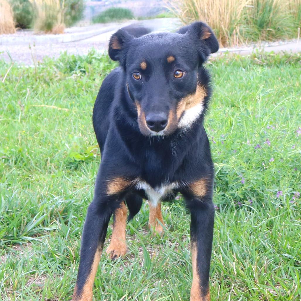 Enlarge Tyco, a Adoptable mixed breed in Rifle, CO image 2/2