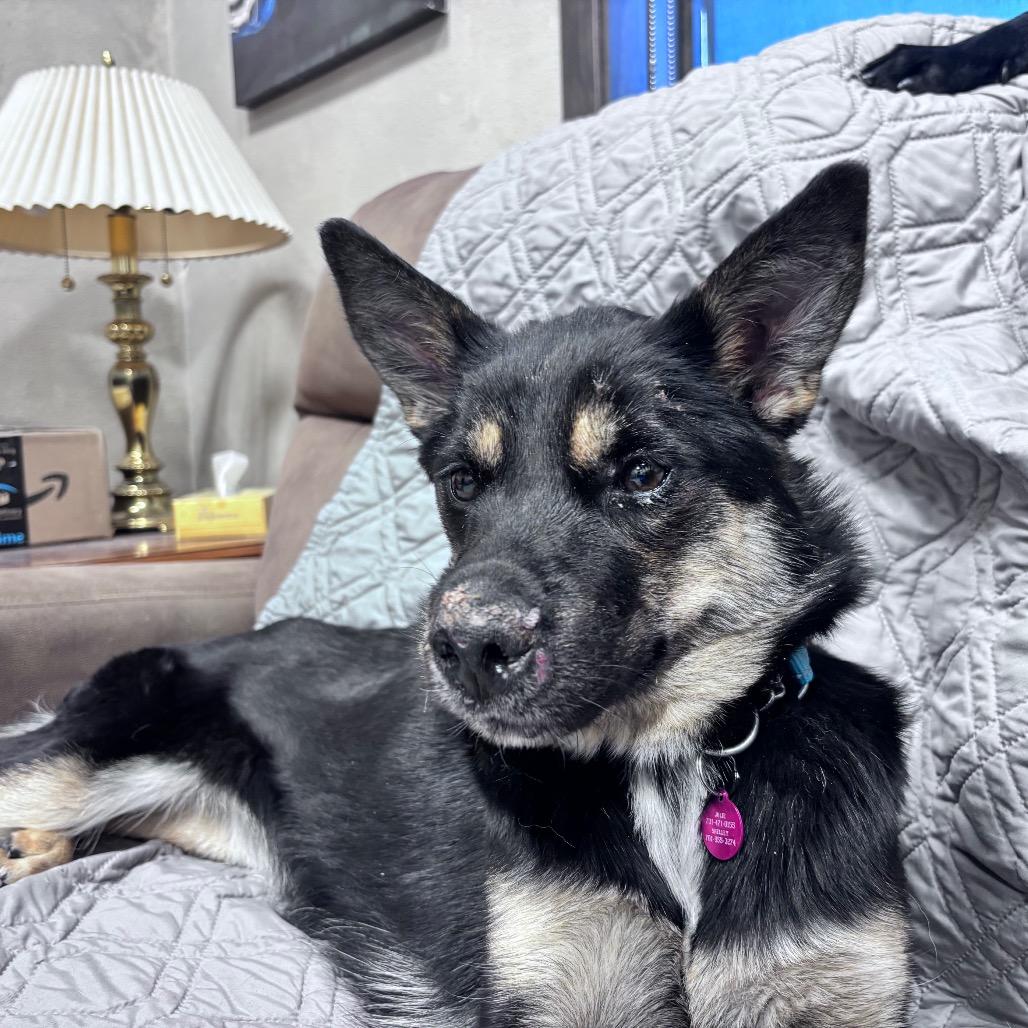Quill, Adoptable, Young Female Mixed Breed.