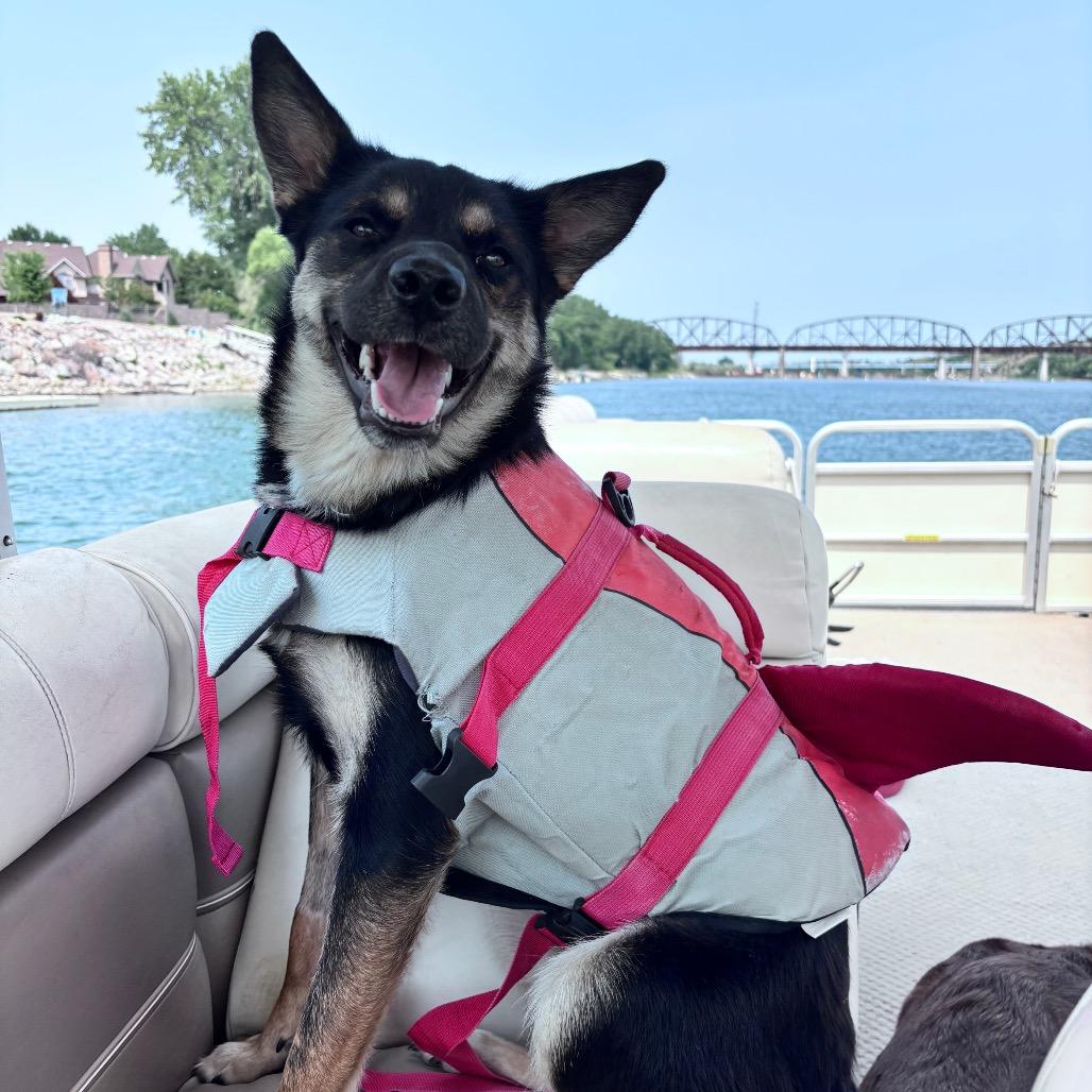 Enlarge Quill, a Adoptable Mixed Breed in Bismarck, ND image 2/6