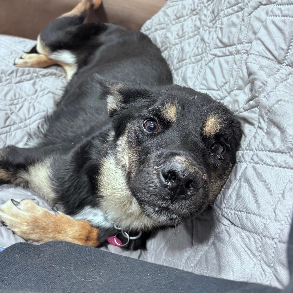 Enlarge Quill, a Adoptable Mixed Breed in Bismarck, ND image 3/6