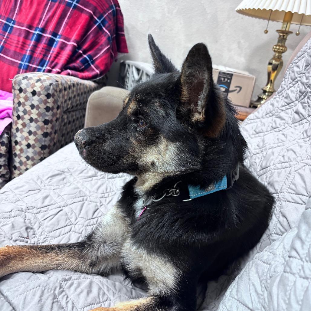 Enlarge Quill, a Adoptable Mixed Breed in Bismarck, ND image 4/6
