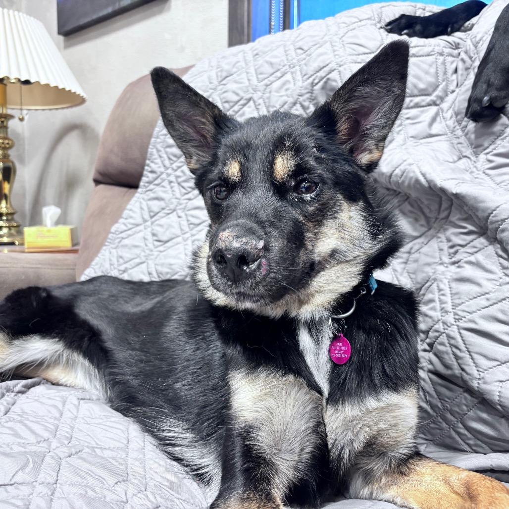 Enlarge Quill, a Adoptable Mixed Breed in Bismarck, ND image 5/6