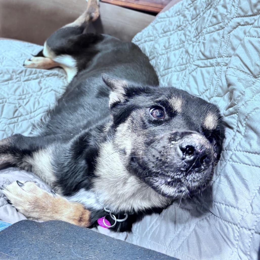 Enlarge Quill, a Adoptable Mixed Breed in Bismarck, ND image 6/6