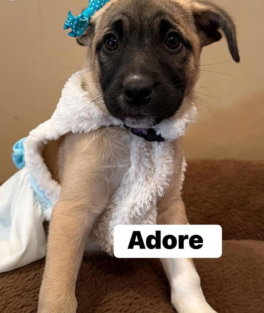 Adore, Adoptable, Puppy Female Mixed Breed.