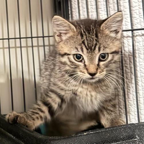Sol, a Adoptable mixed breed in Ponte Vedra Beach, FL image 3/3