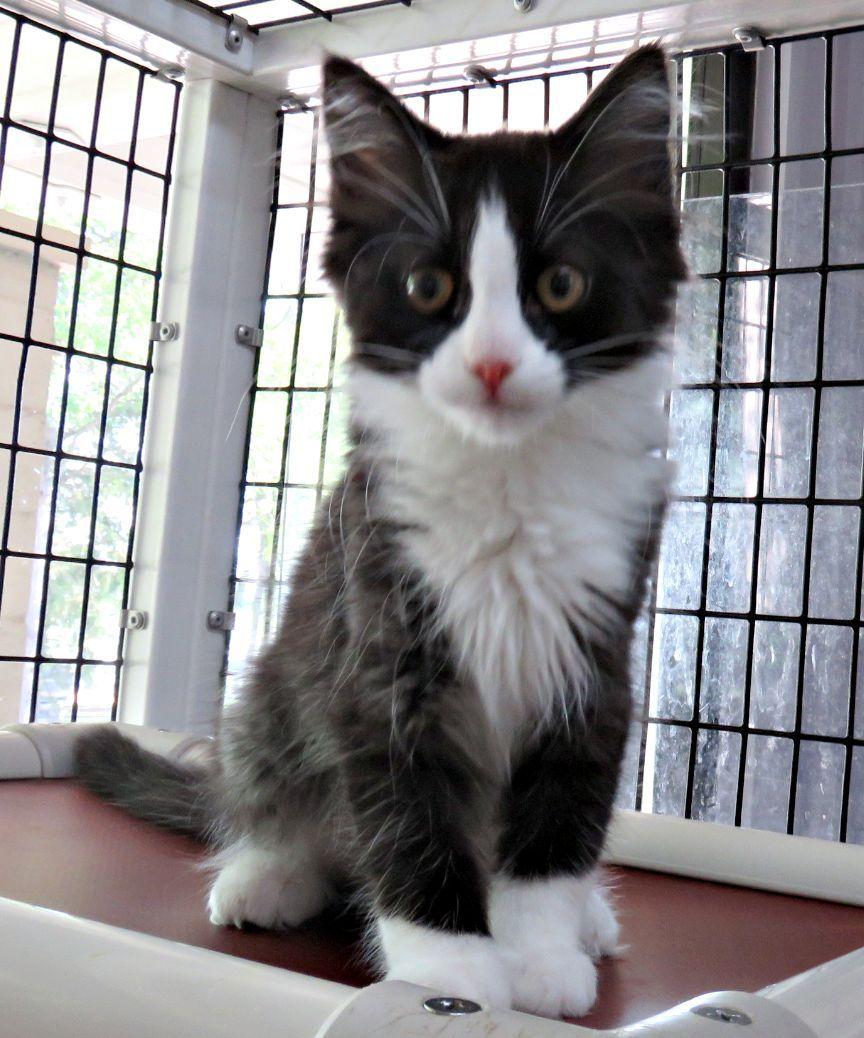 Gevalia, a ADOPTABLE mixed breed in Lexington, VA image 3/3
