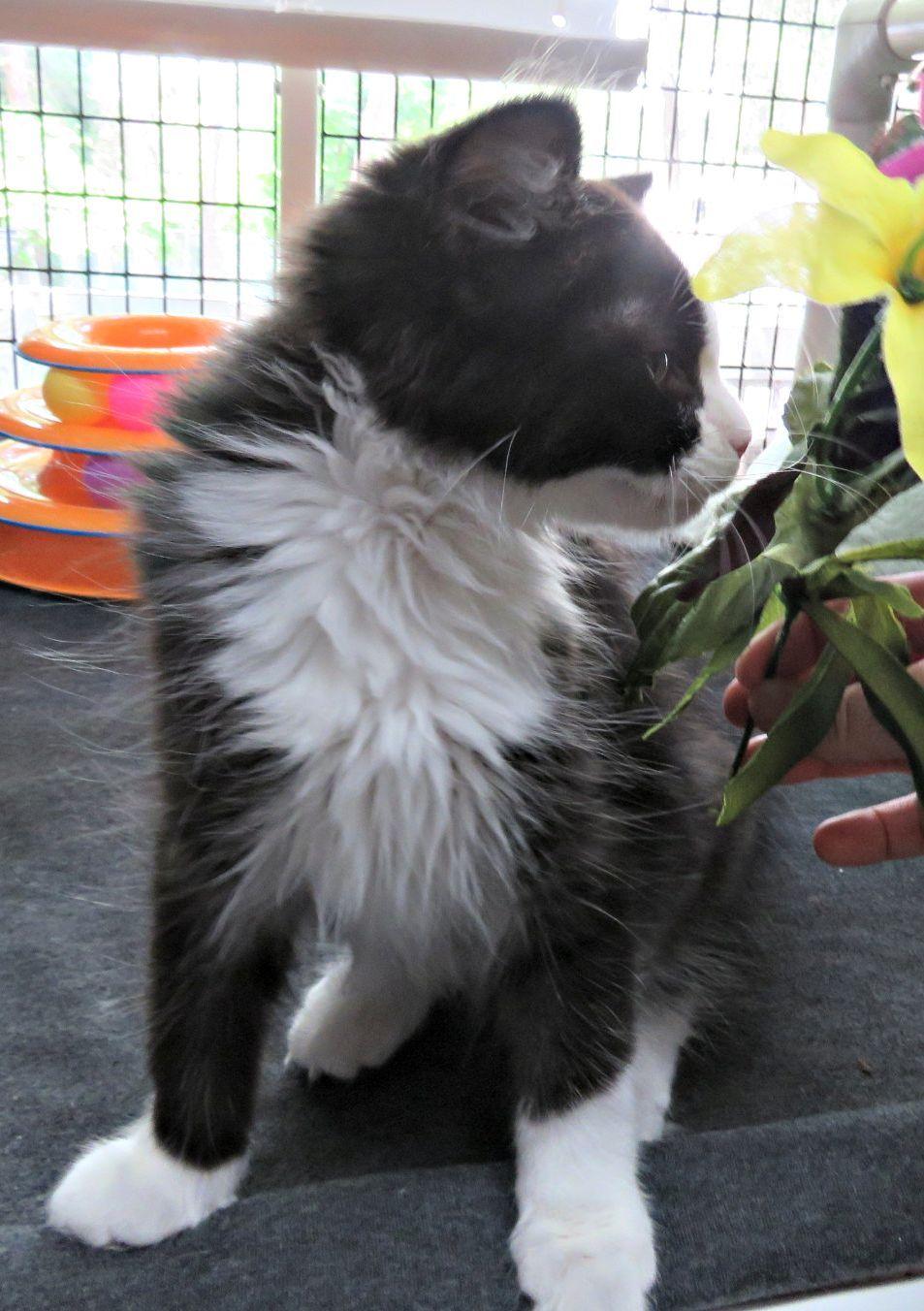 Gevalia, a ADOPTABLE mixed breed in Lexington, VA image 2/3