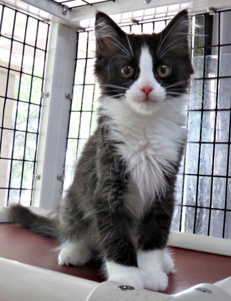 Gevalia, a ADOPTABLE mixed breed in Lexington, VA image 1/3