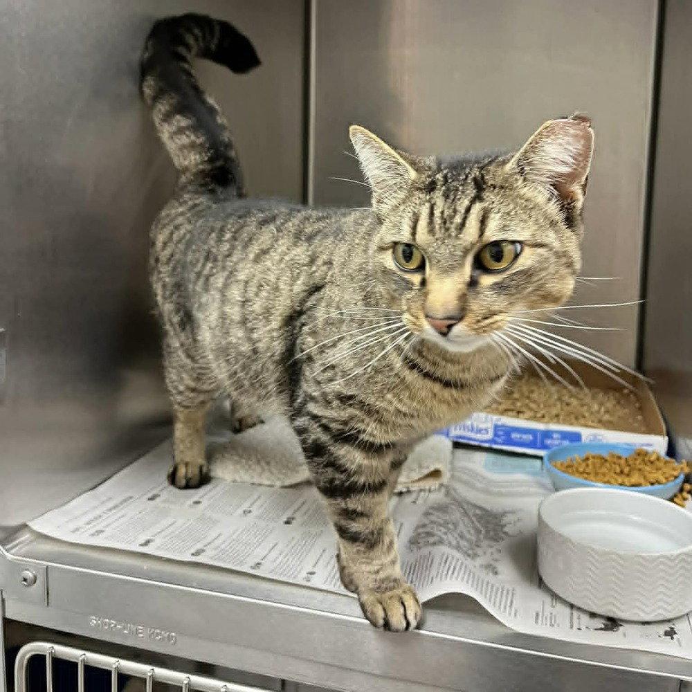 Army Ranger, a Adoptable Domestic Short Hair in Candler, NC image 1/3