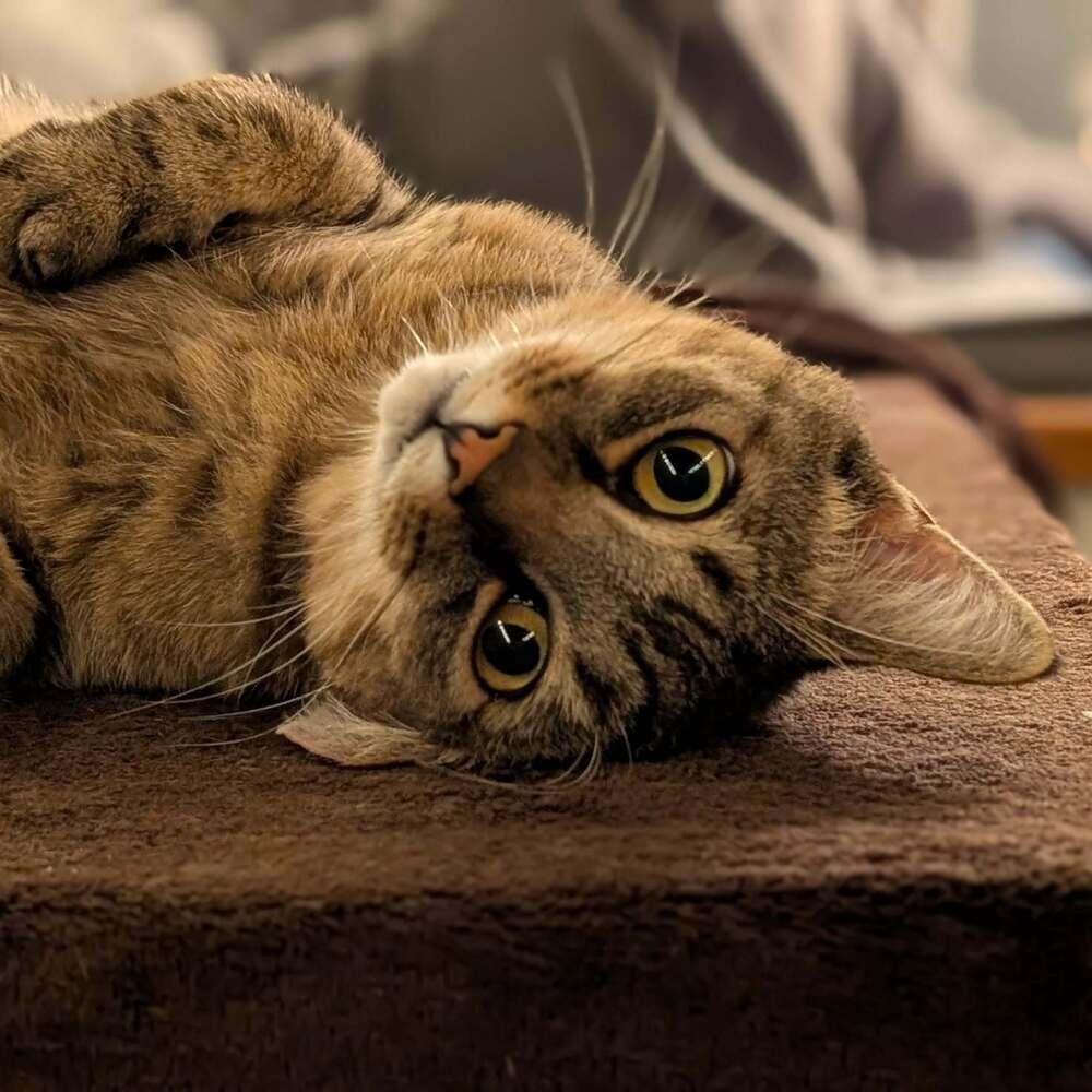 Army Ranger, Adoptable, Adult Male Domestic Short Hair.