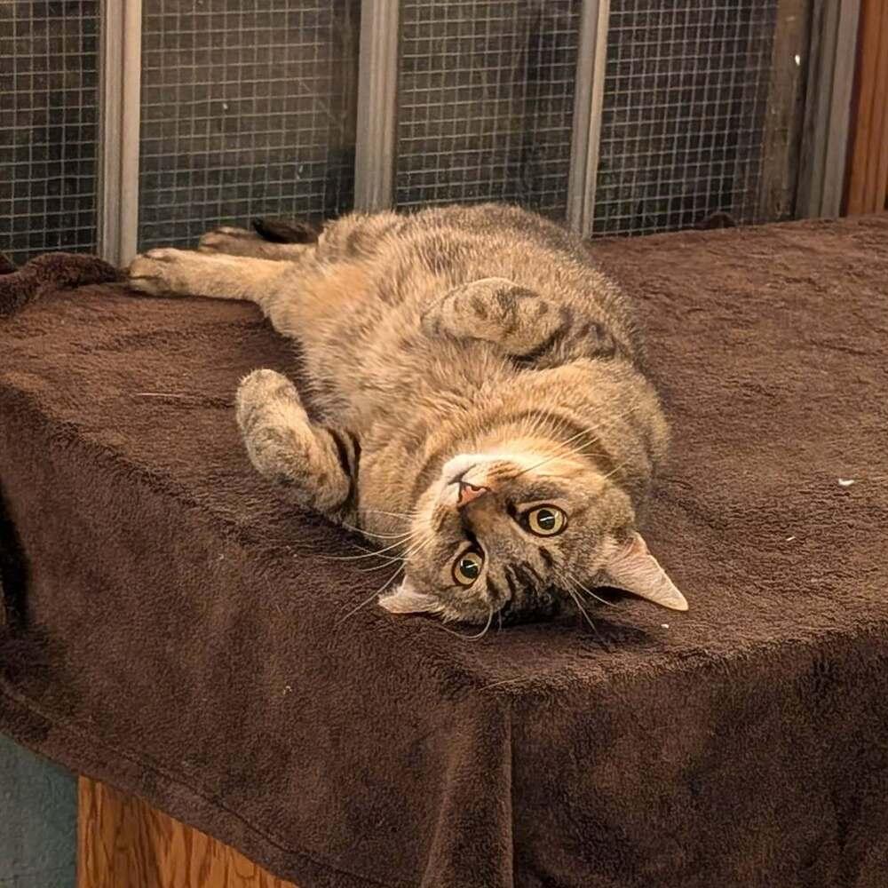Army Ranger, a Adoptable Domestic Short Hair in Candler, NC image 3/3