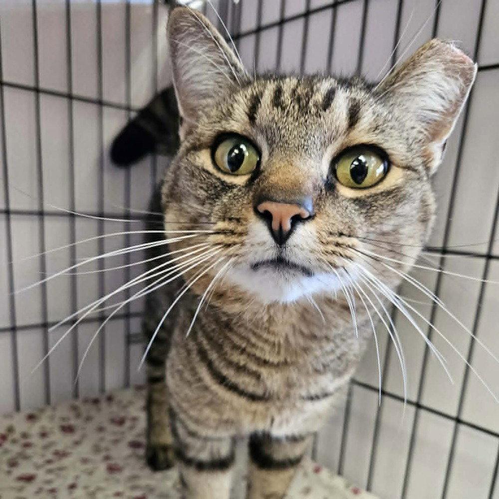 Army Ranger, a Adoptable Domestic Short Hair in Candler, NC image 2/3