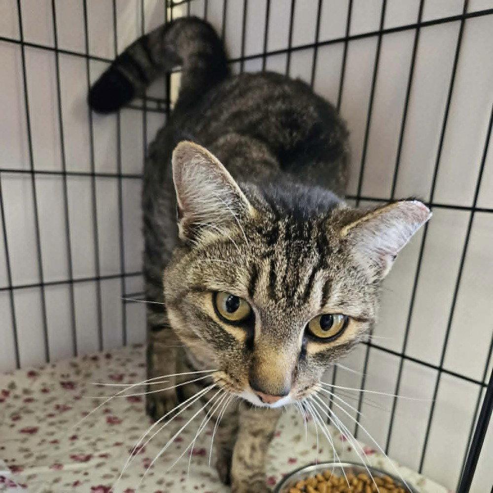 Army Ranger, a Adoptable Domestic Short Hair in Candler, NC image 3/3