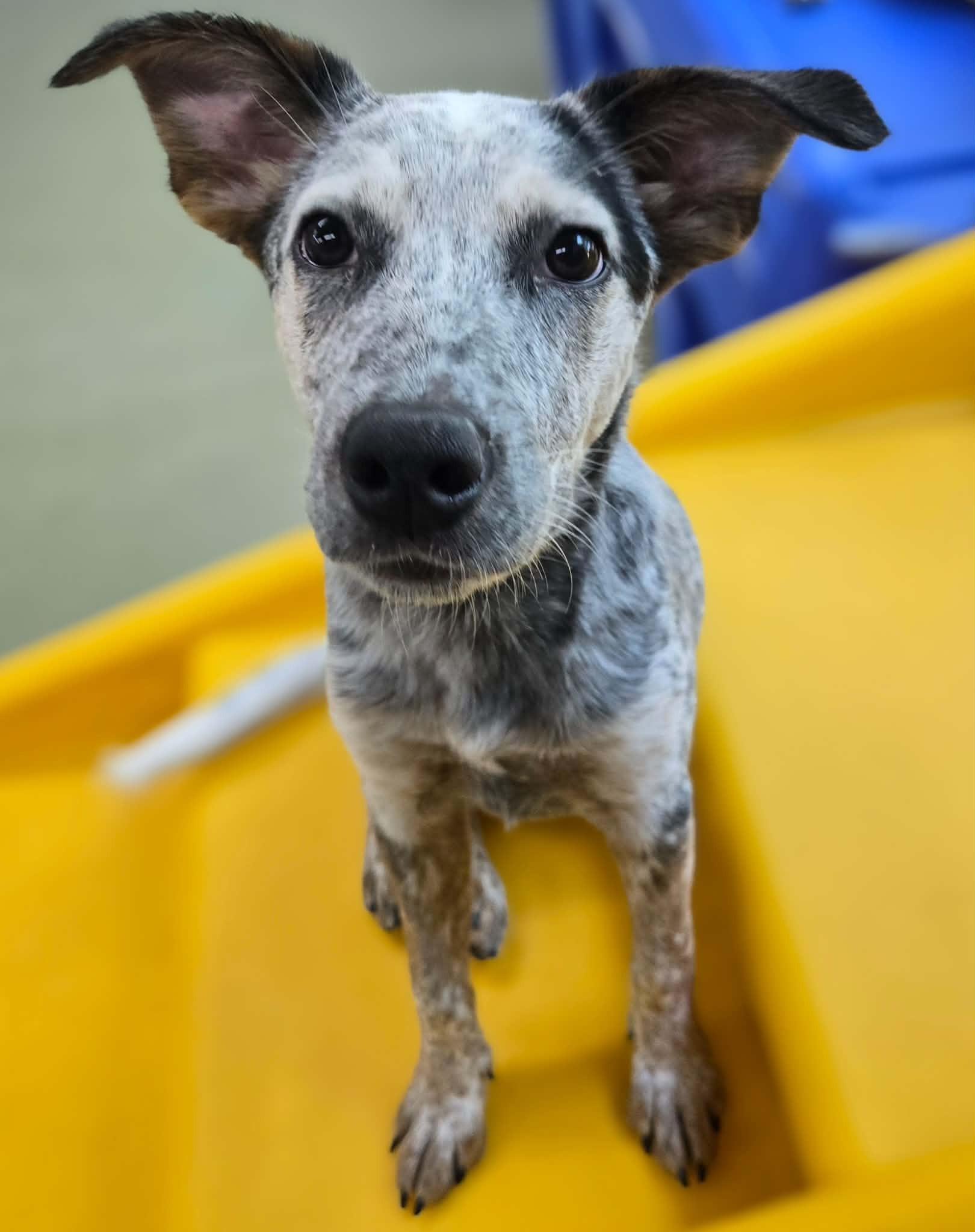 Pepper, a ADOPTABLE mixed breed in Kansas City, MO image 3/5