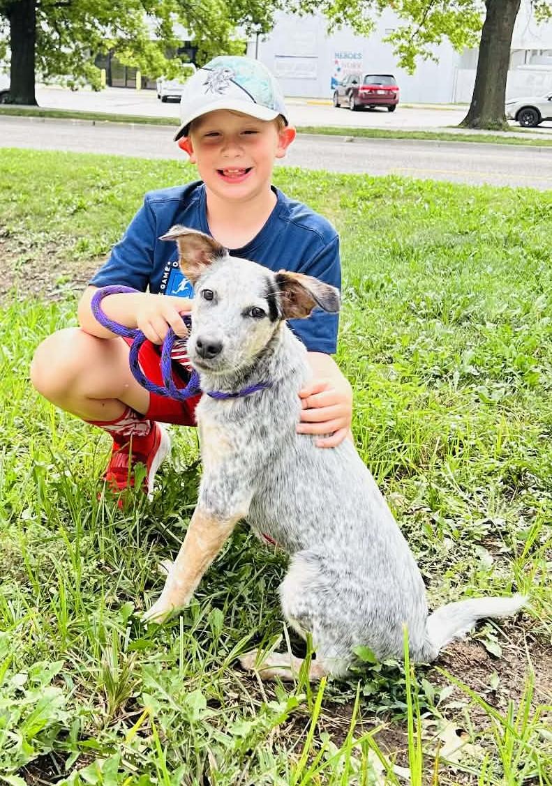 Pepper, a ADOPTABLE mixed breed in Kansas City, MO image 2/5