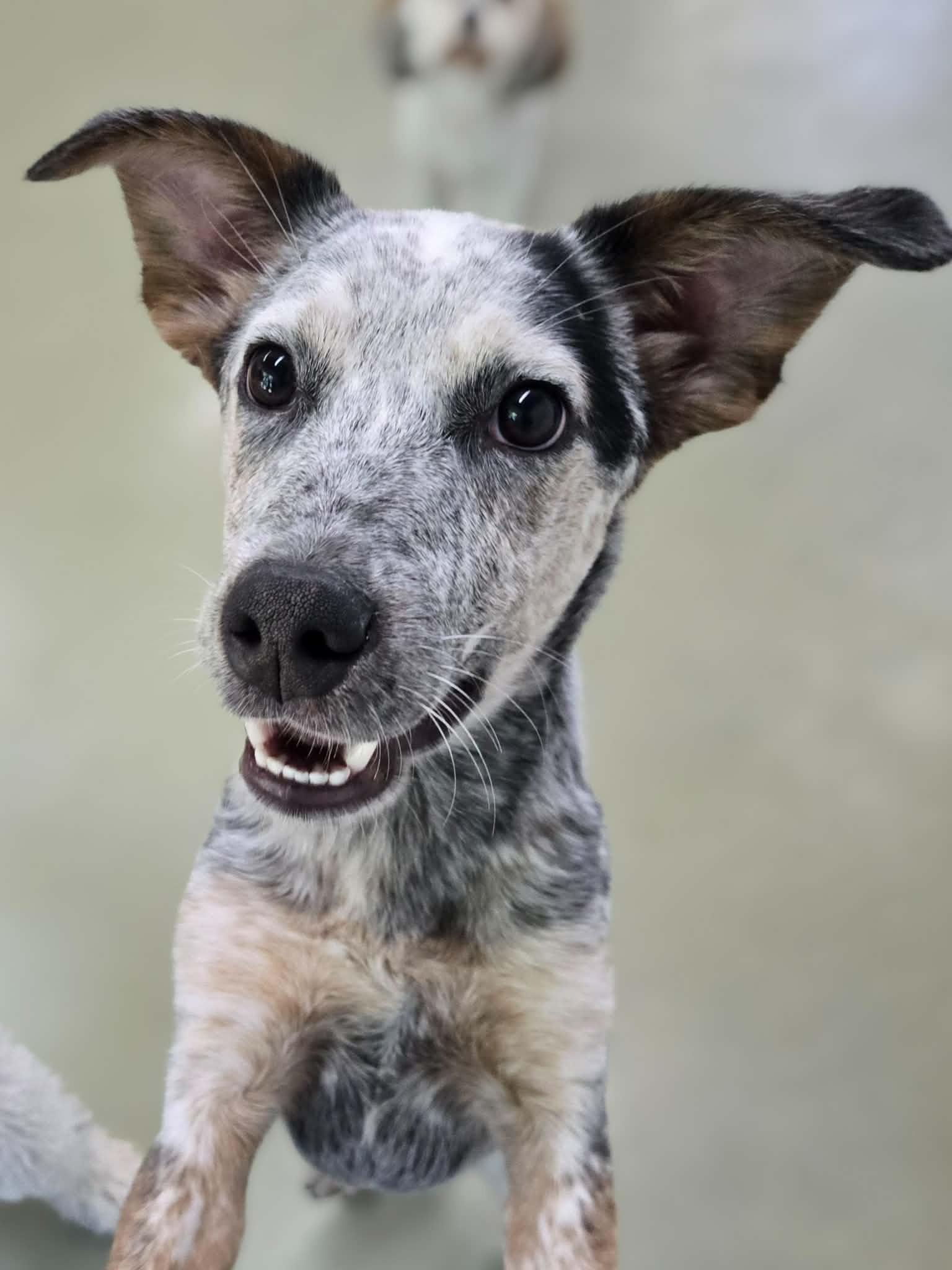 Pepper, a ADOPTABLE mixed breed in Kansas City, MO image 4/5