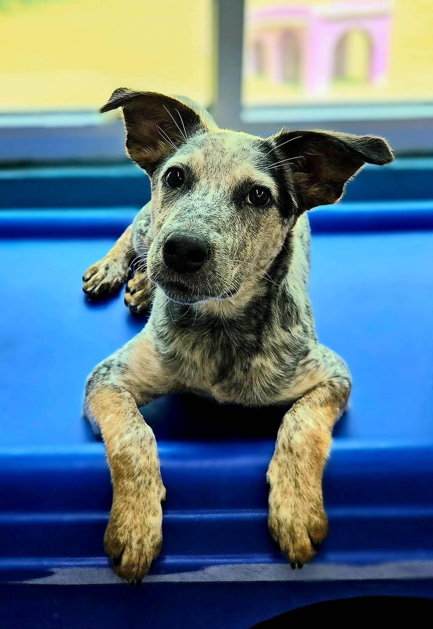 Pepper, a ADOPTABLE mixed breed in Kansas City, MO image 1/5