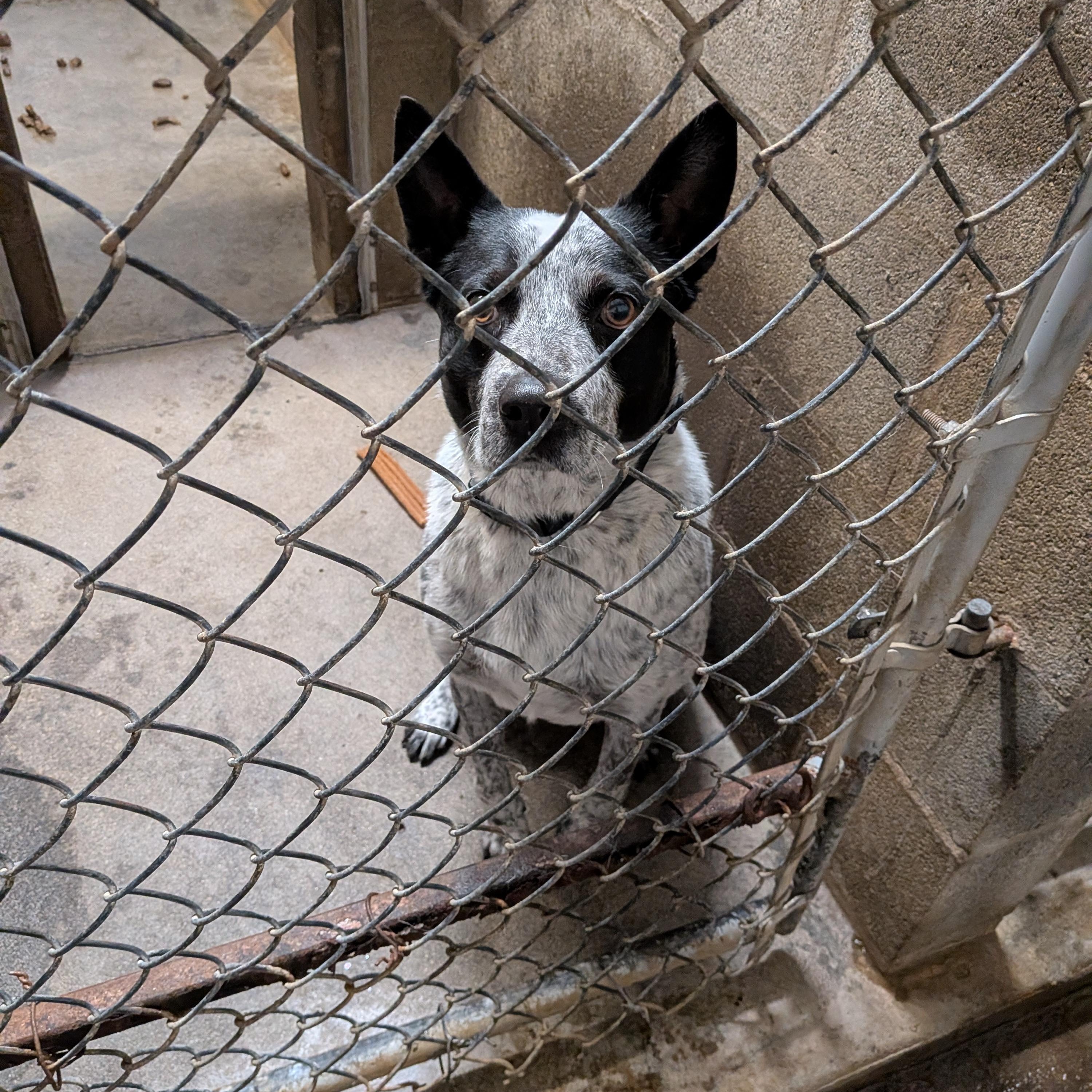 Enlarge Odie, a ADOPTABLE Australian Cattle Dog / Blue Heeler in Hermiston, OR image 2/3