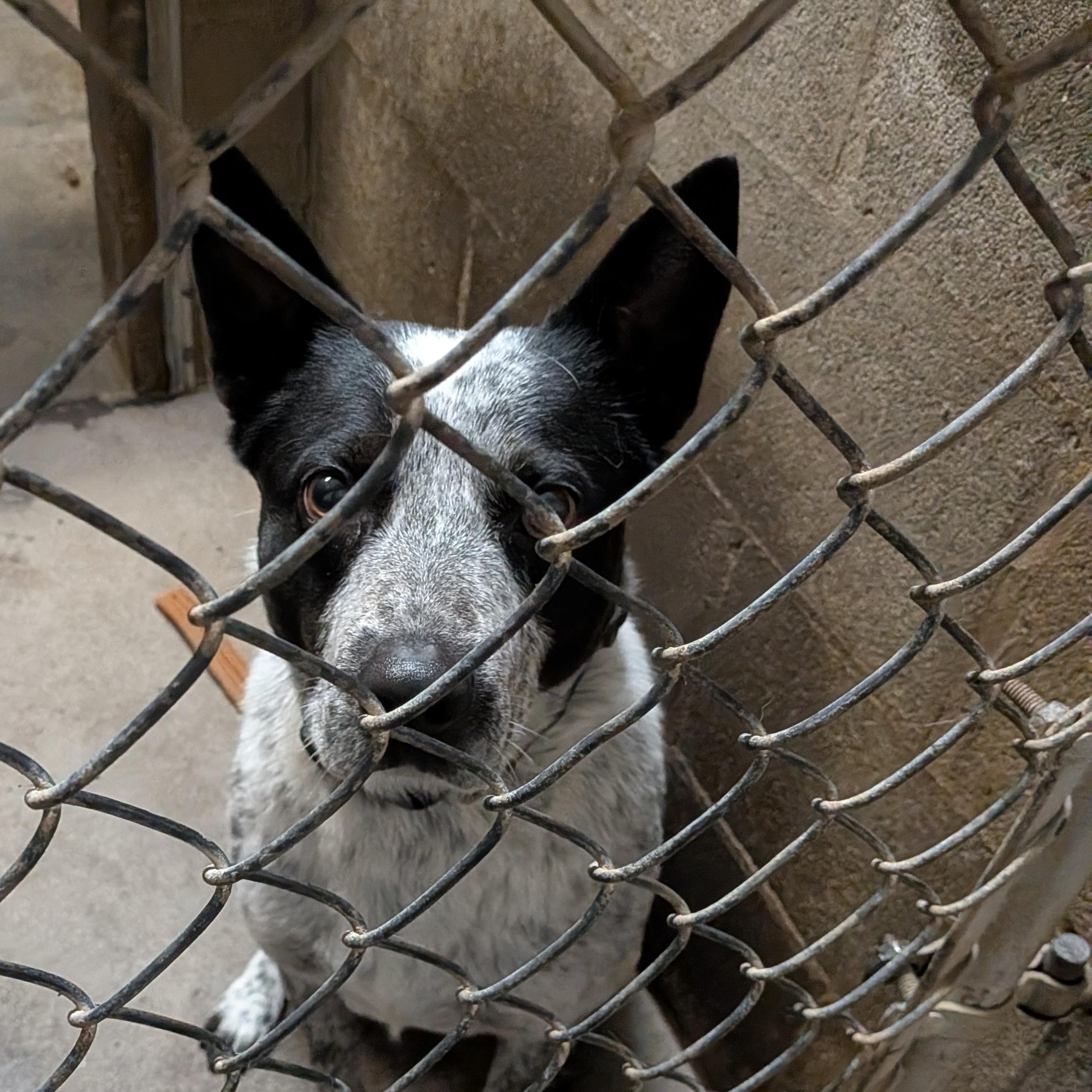 Odie, ADOPTABLE, Adult Male Australian Cattle Dog / Blue Heeler.