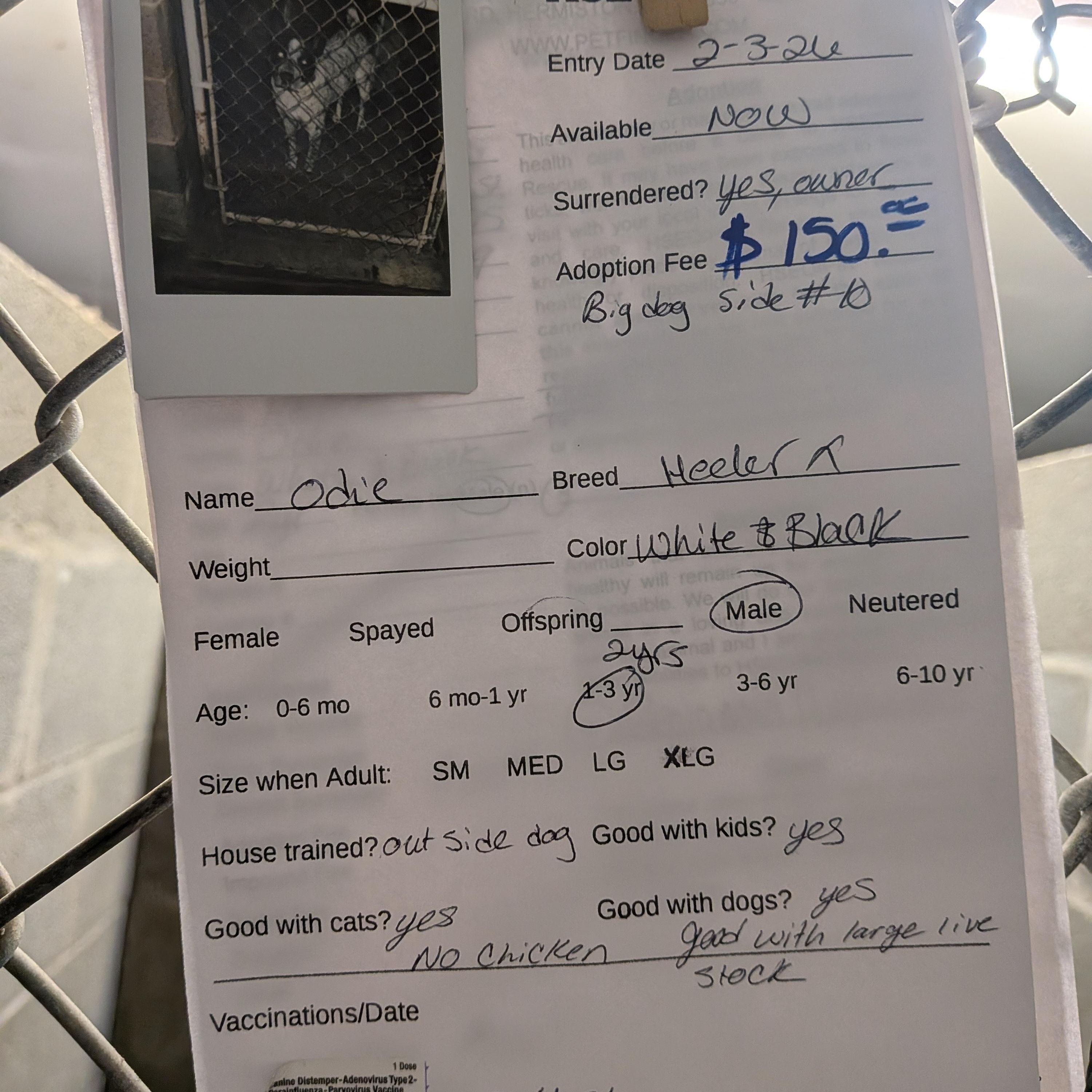 Enlarge Odie, a ADOPTABLE Australian Cattle Dog / Blue Heeler in Hermiston, OR image 3/3