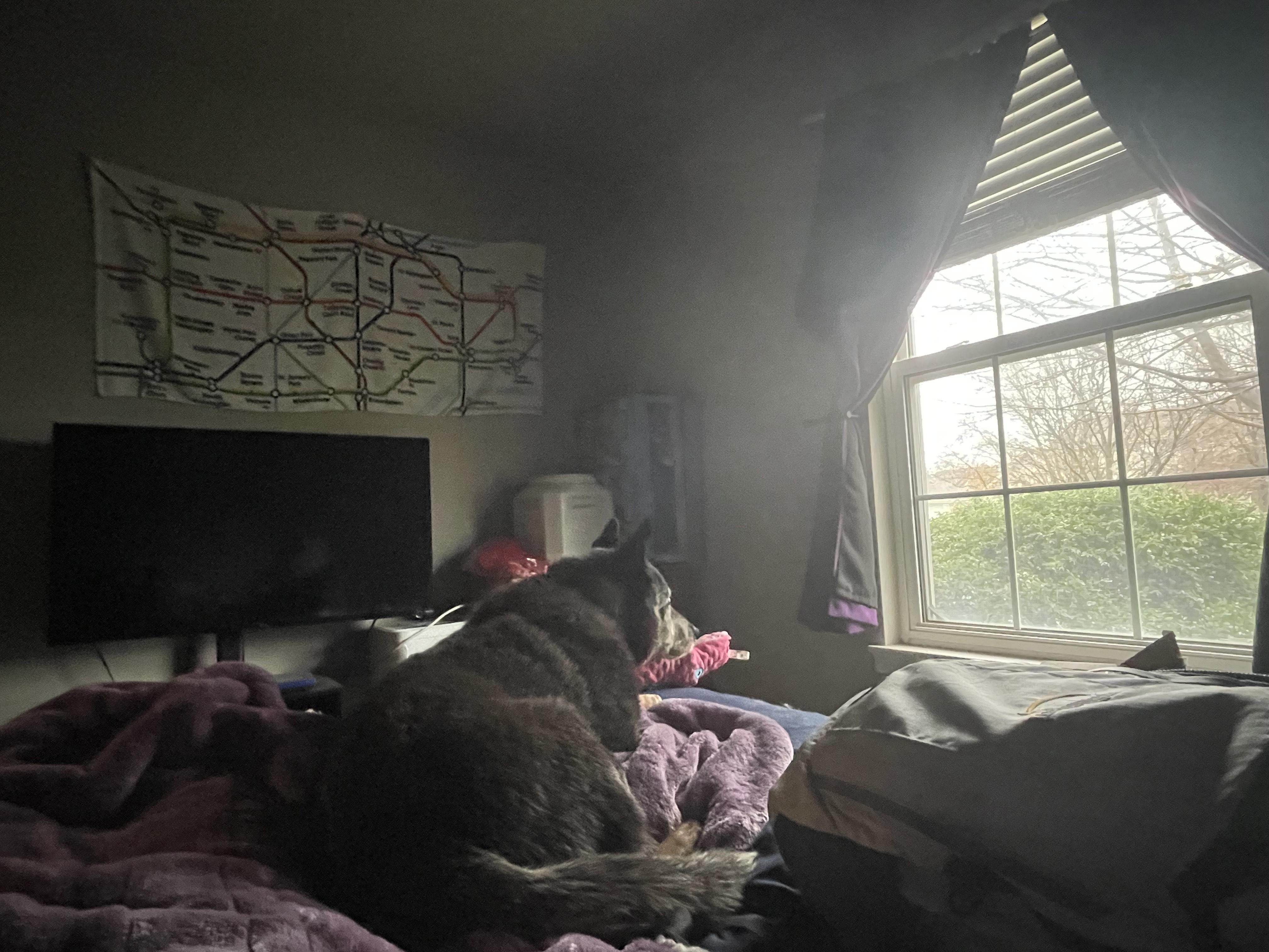 Blu, a Adoptable Cattle Dog in Joliet, IL image 2/5