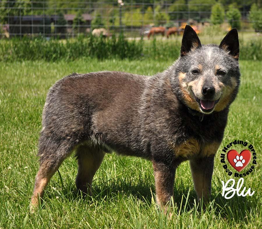 Blu, a Adoptable Cattle Dog in Joliet, IL image 3/5