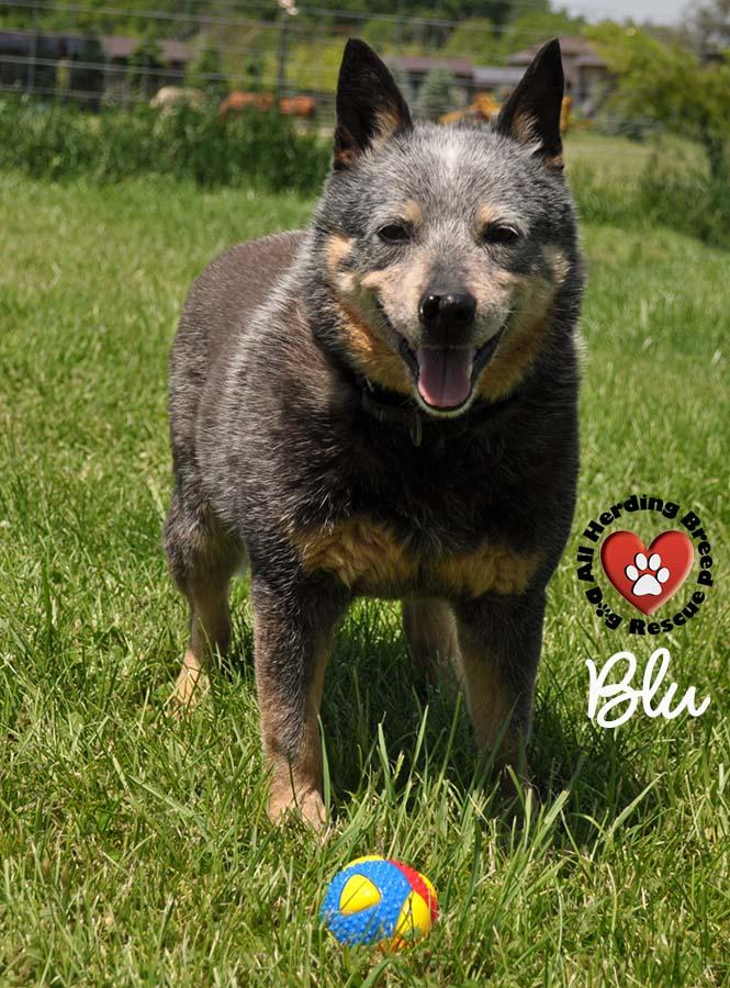 Blu, a Adoptable Cattle Dog in Joliet, IL image 4/5