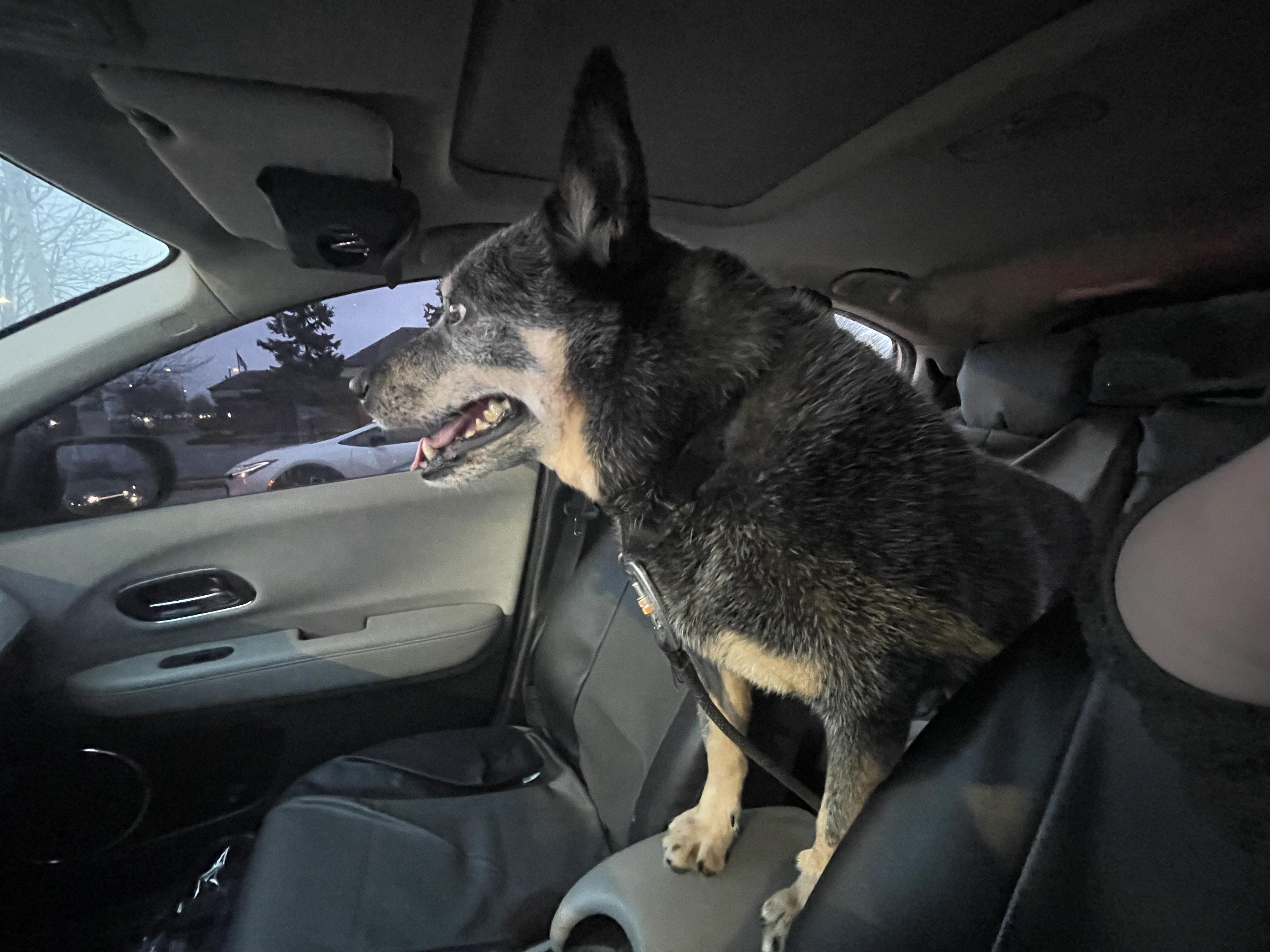 Blu, a Adoptable Cattle Dog in Joliet, IL image 1/5