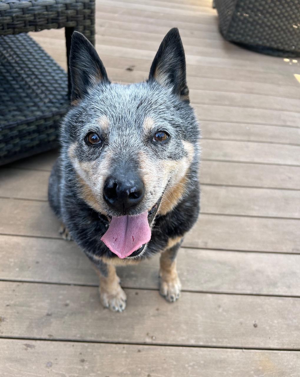 Blu, a Adoptable Cattle Dog in Joliet, IL image 5/5
