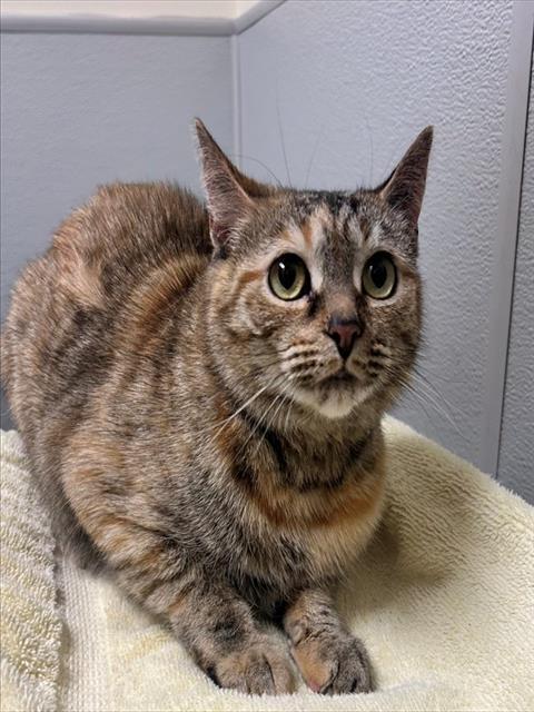 Enlarge MOO MOO, a Adoptable Domestic Short Hair in Leesburg, VA image 1/1