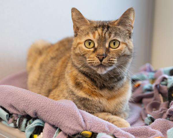 MOO MOO, Adoptable, Adult Female Domestic Short Hair.