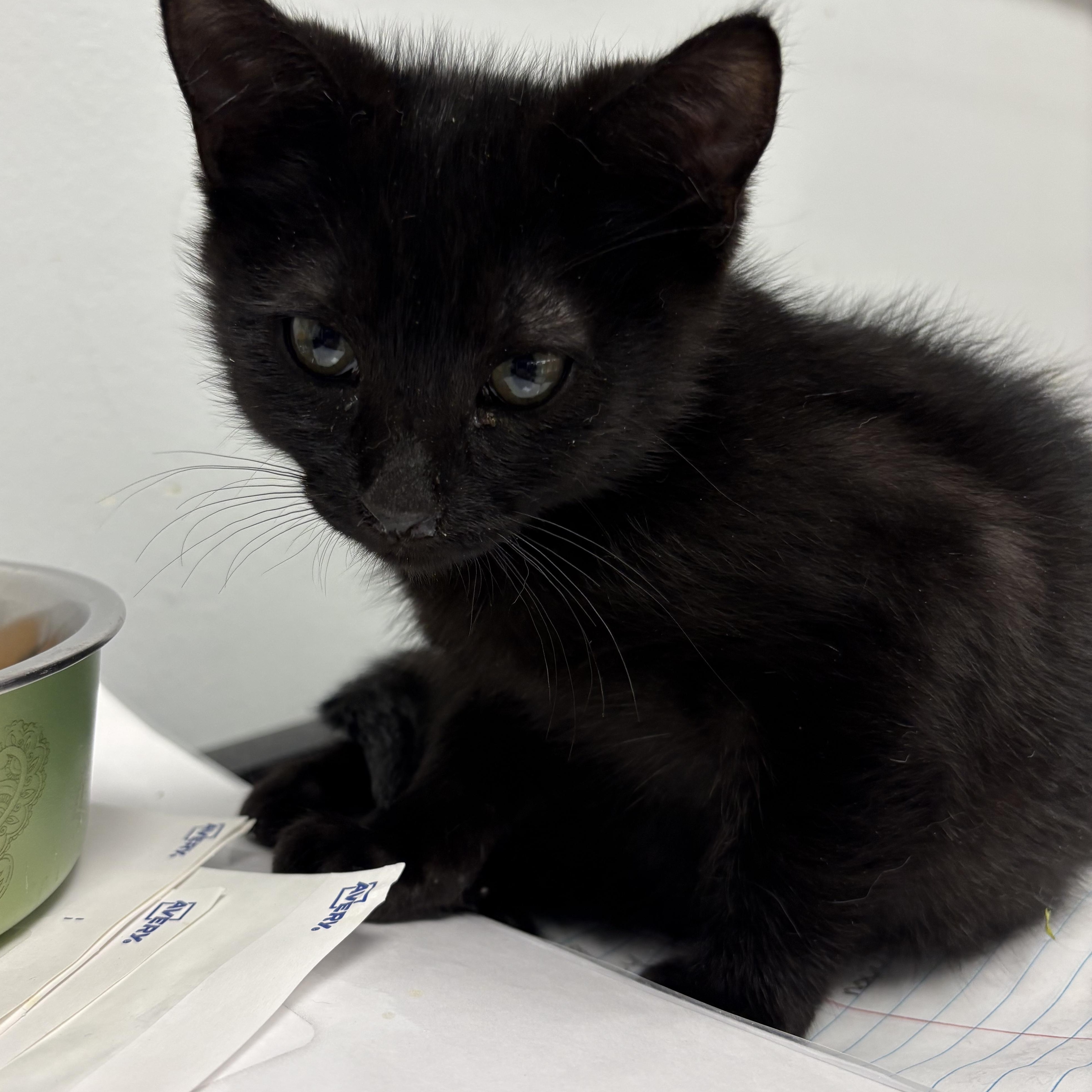 Enlarge Adoption Event at Petsmart Wayne 1/17 at 12pm, a ADOPTABLE Domestic Short Hair in Wayne , NJ image 5/5