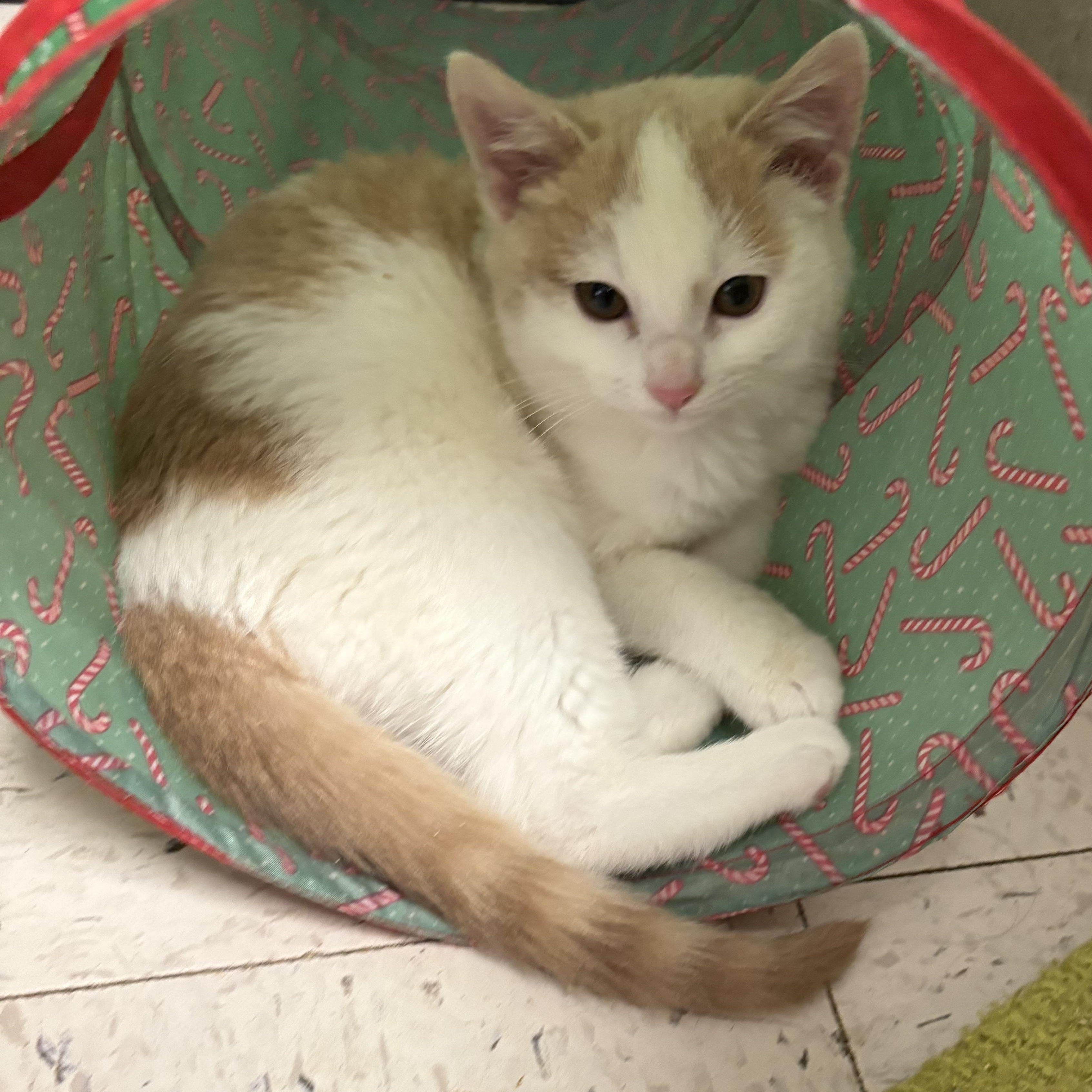 Enlarge Adoption Event at Petsmart Wayne 1/17 at 12pm, a ADOPTABLE Domestic Short Hair in Wayne , NJ image 3/5
