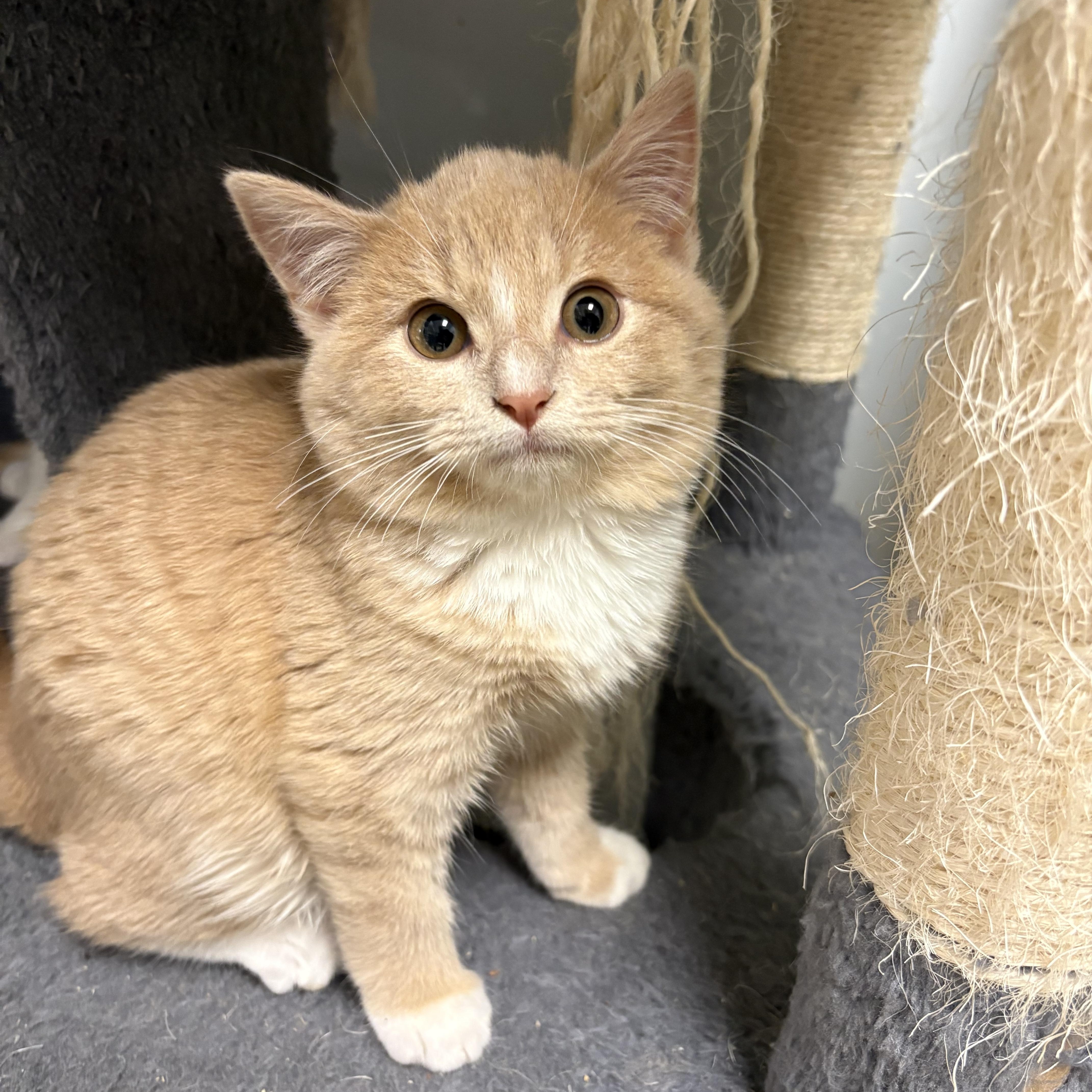 Adoption Event at Petsmart Wayne 1/17 at 12pm, ADOPTABLE, Kitten Male Domestic Short Hair.