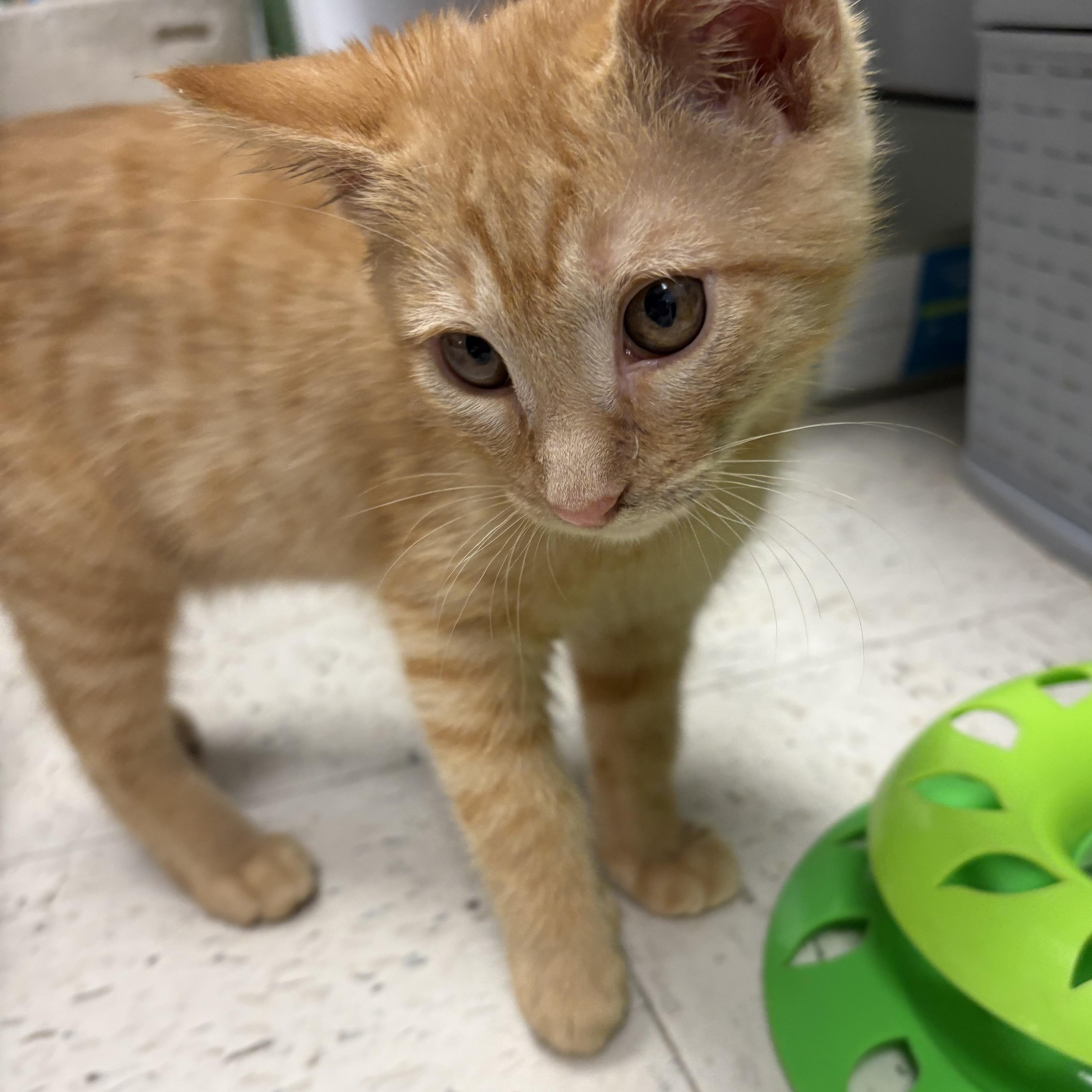 Enlarge Adoption Event at Petsmart Wayne 1/17 at 12pm, a ADOPTABLE Domestic Short Hair in Wayne , NJ image 2/5