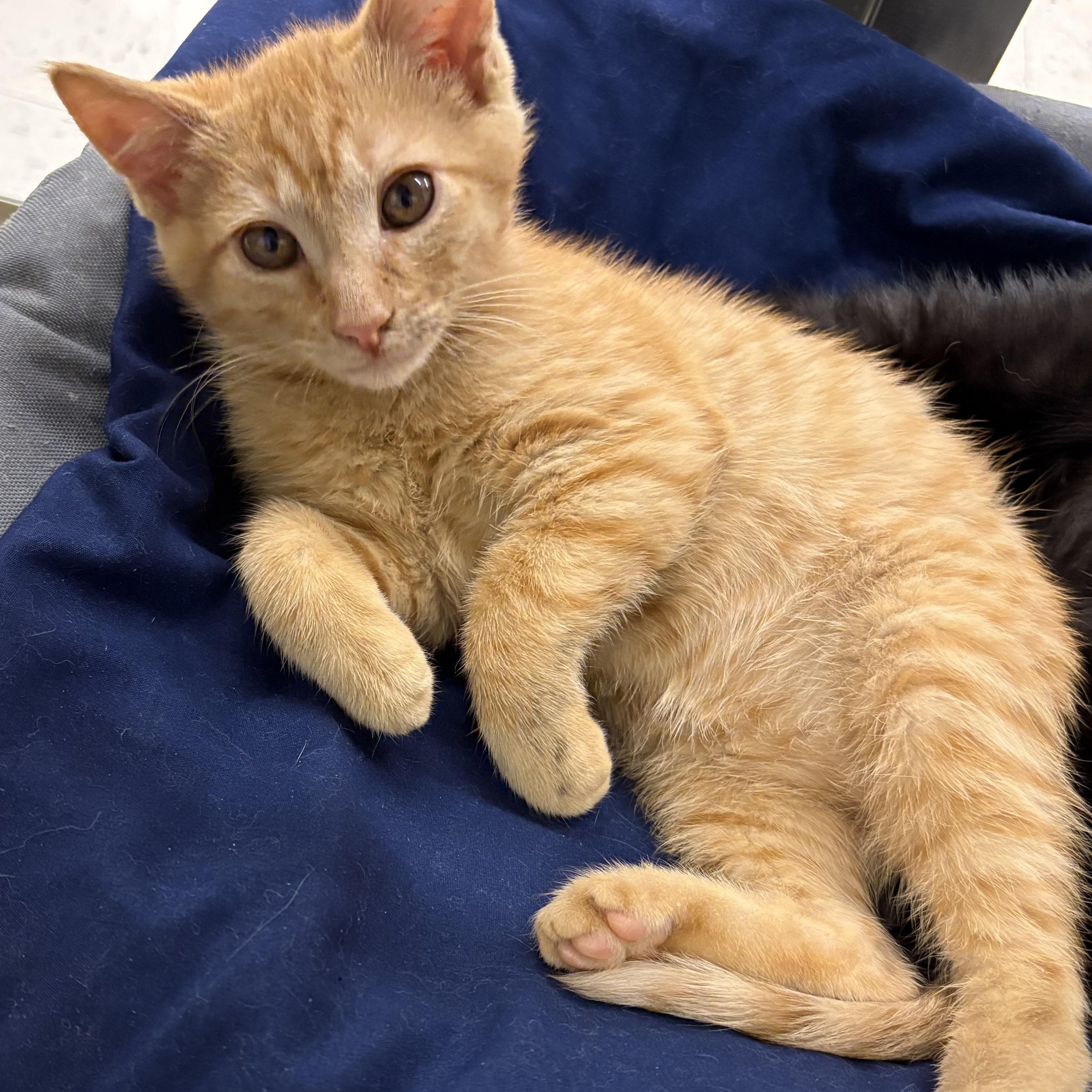 Enlarge Adoption Event at Petsmart Wayne 1/17 at 12pm, a ADOPTABLE Domestic Short Hair in Wayne , NJ image 4/5