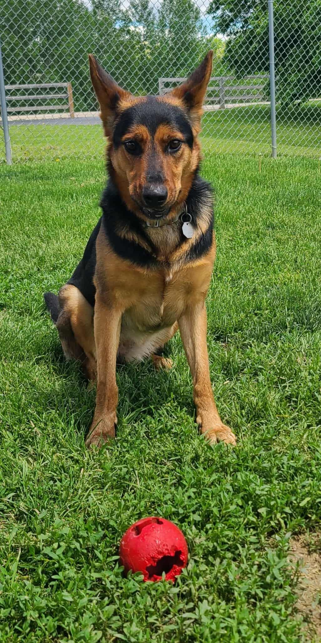 Enlarge Stella, a ADOPTABLE mixed breed in Elizabeth, IL image 3/3