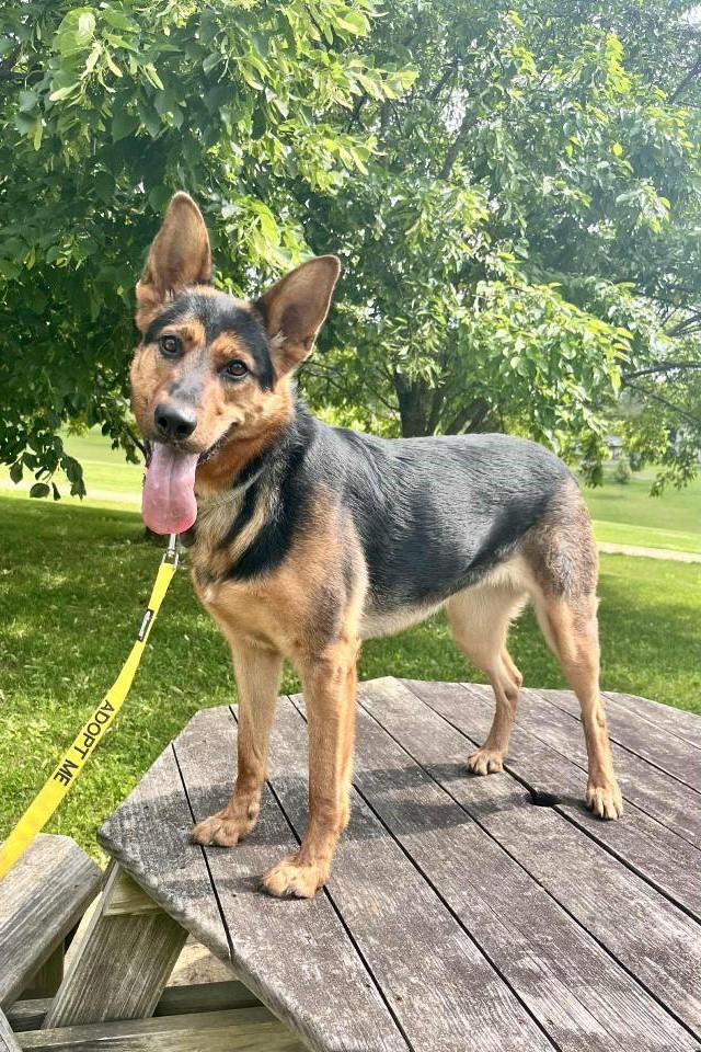 Enlarge Stella, a ADOPTABLE mixed breed in Elizabeth, IL image 1/3