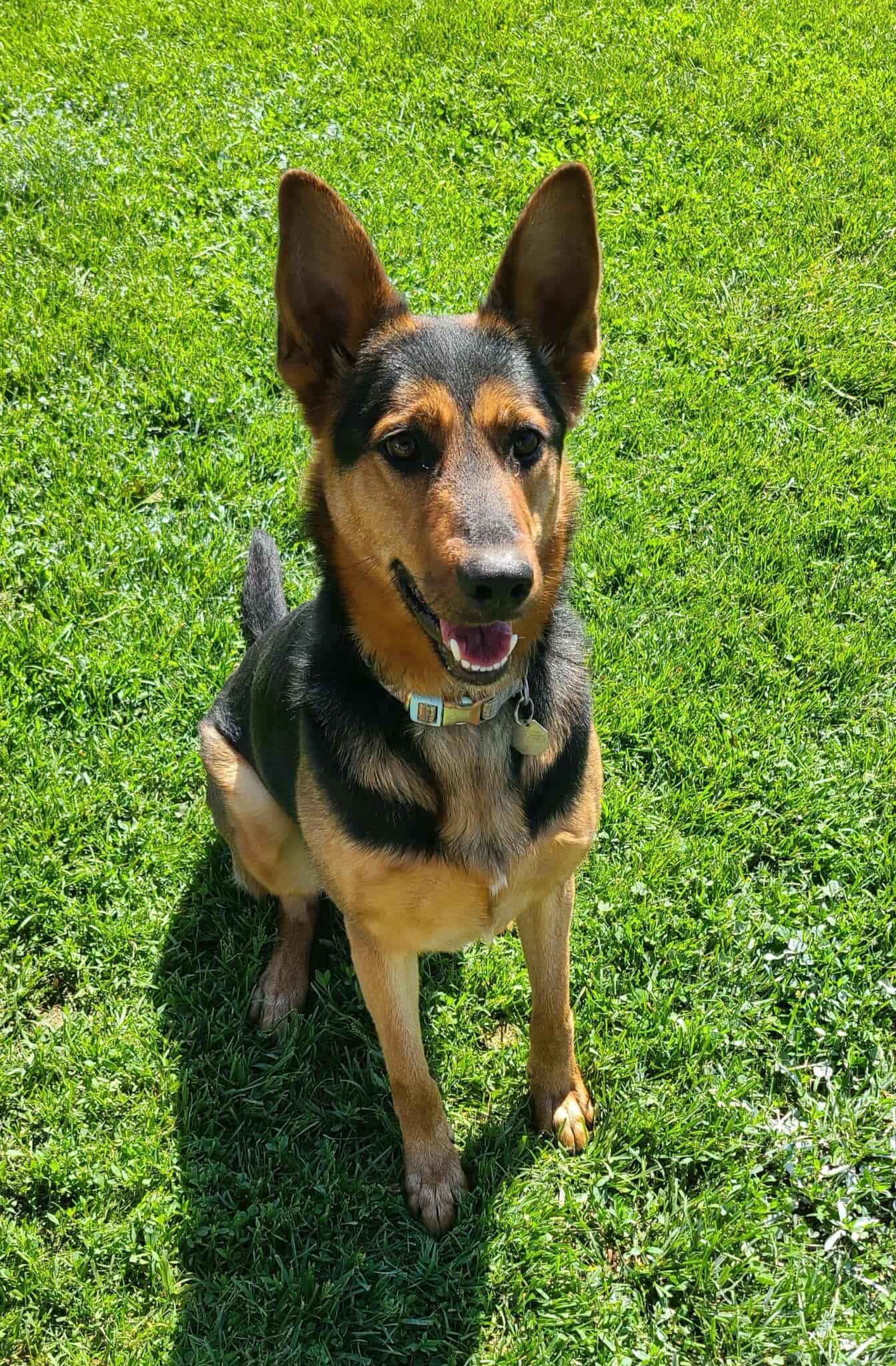 Enlarge Stella, a ADOPTABLE mixed breed in Elizabeth, IL image 2/3