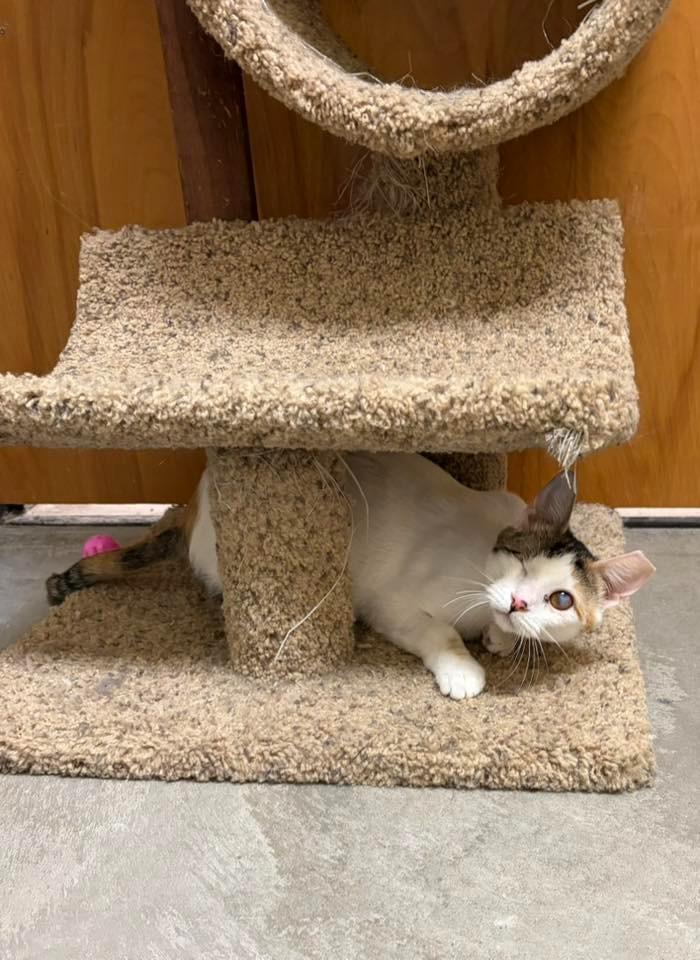 Enlarge Twinkle (Bonded with Sparkle), a Adoptable mixed breed in St. Louis, MO image 1/6