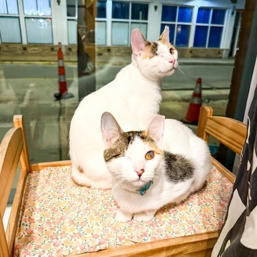 Enlarge Twinkle (Bonded with Sparkle), a Adoptable mixed breed in St. Louis, MO image 2/6