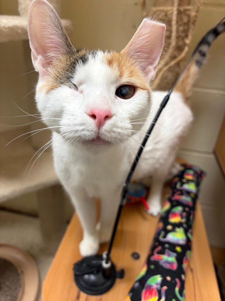 Enlarge Twinkle (Bonded with Sparkle), a Adoptable mixed breed in St. Louis, MO image 3/6