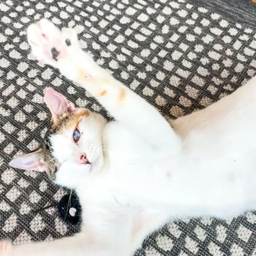 Enlarge Twinkle (Bonded with Sparkle), a Adoptable mixed breed in St. Louis, MO image 4/6