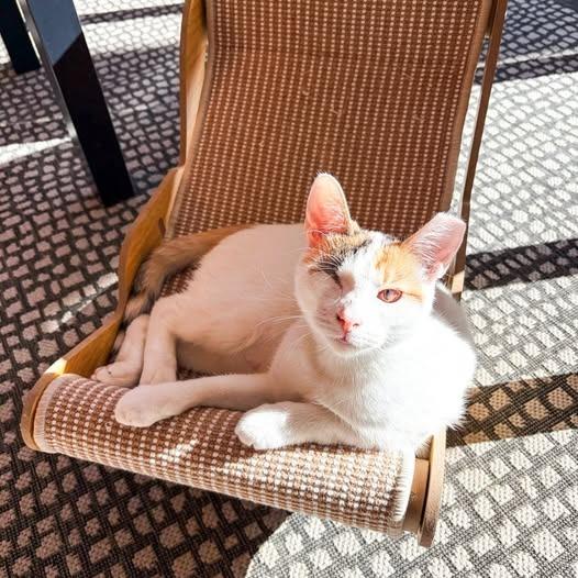 Enlarge Twinkle (Bonded with Sparkle), a Adoptable mixed breed in St. Louis, MO image 5/6