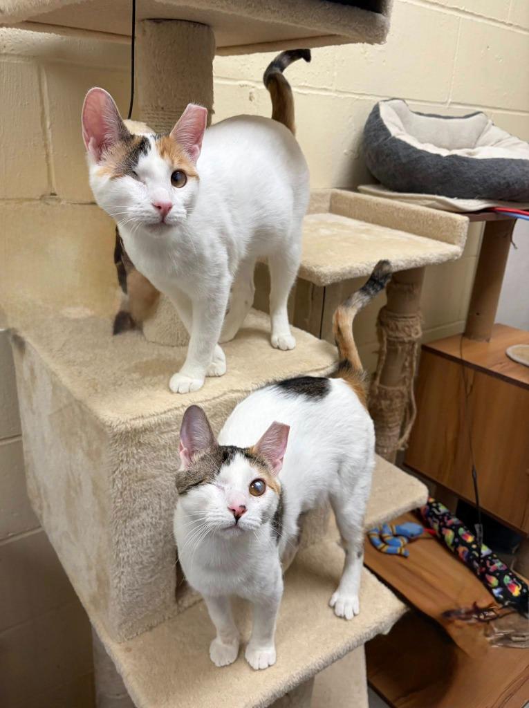 Enlarge Twinkle (Bonded with Sparkle), a Adoptable mixed breed in St. Louis, MO image 6/6