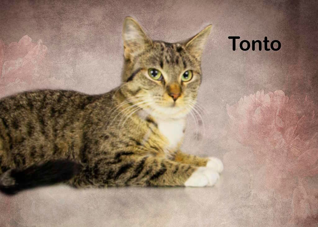Enlarge Tonto, a Adoptable Tabby in York, NE image 1/3