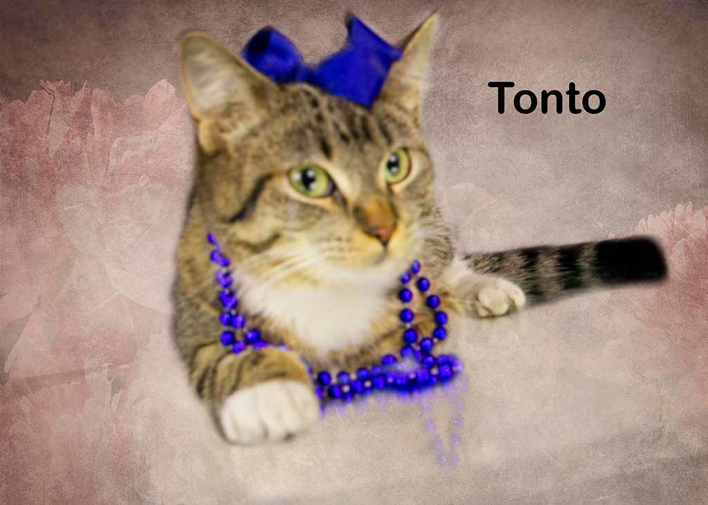 Enlarge Tonto, a Adoptable Tabby in York, NE image 2/3