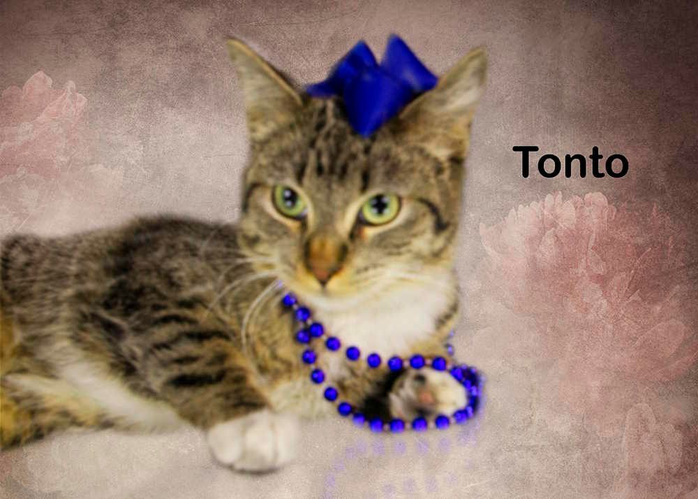 Enlarge Tonto, a Adoptable Tabby in York, NE image 3/3
