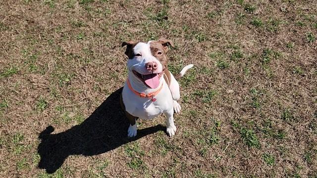 LISA, Adoptable, Young Female Pit Bull Terrier & Mixed Breed.
