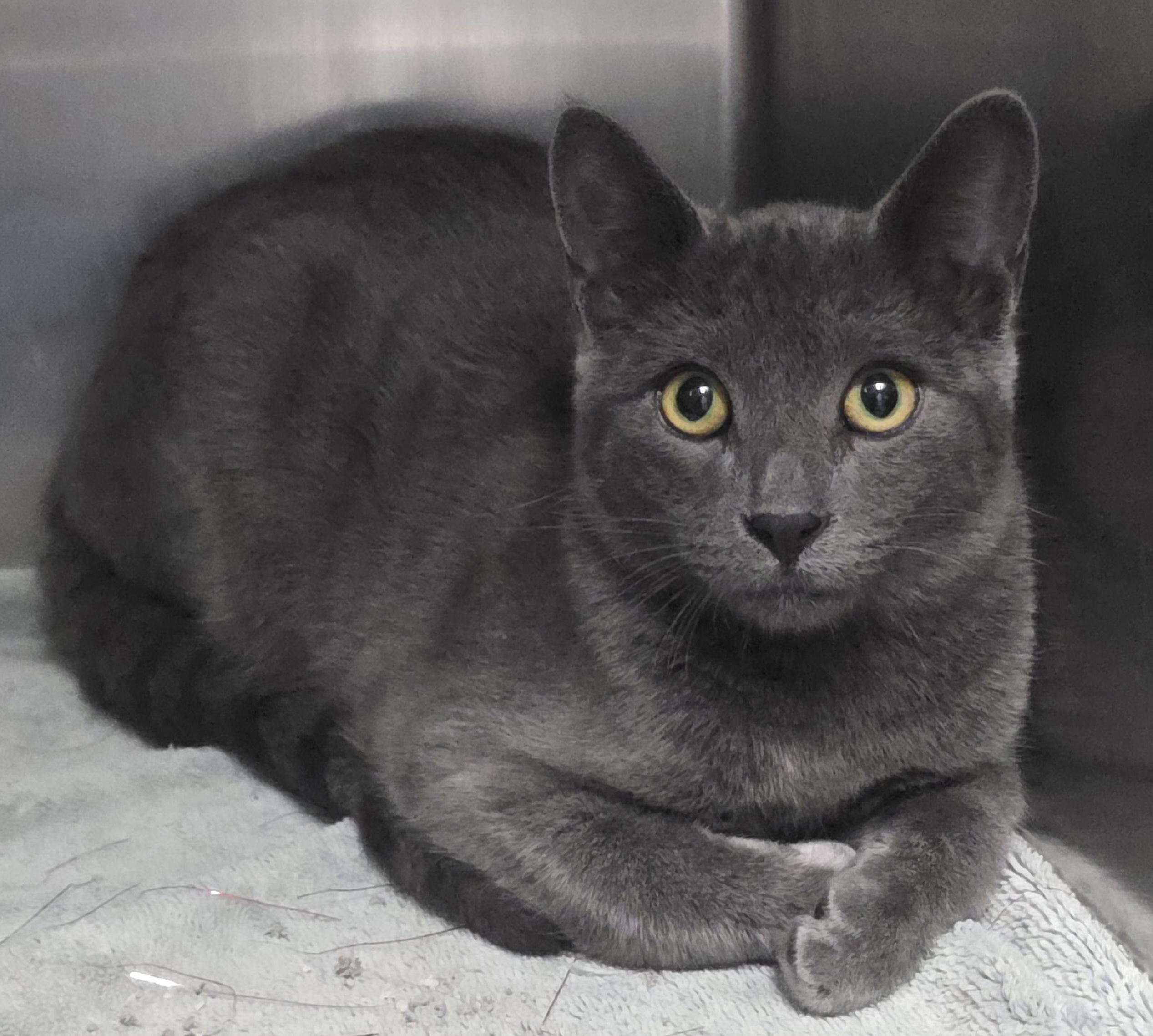 Freddie, Adoptable, Young Male Domestic Short Hair.